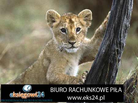 dobre biuro rachunkowe Piła