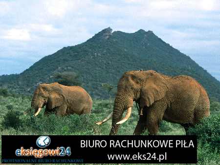 biuro rachunkowe Trzcianka