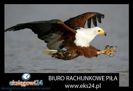 usługi rachunkowe Piła