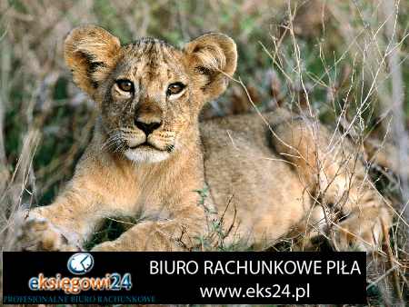 Wałcz biura księgowe