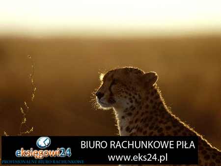 Pila ksiegowa dobra opinia