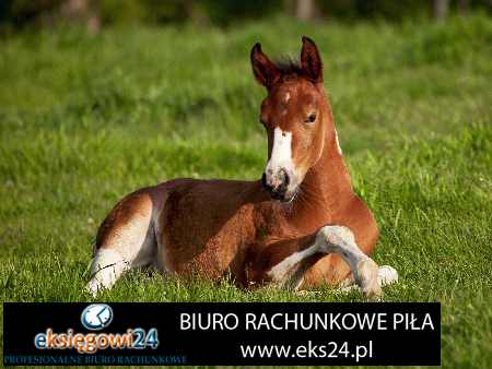 najlepsze biuro podatkowe w Pile