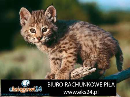 Biuro rachunkowe Pila