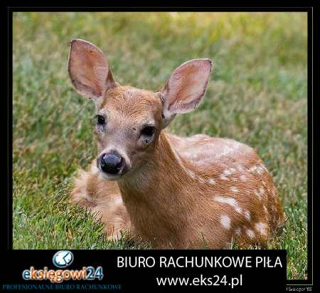 Ujście biuro rachunkowe