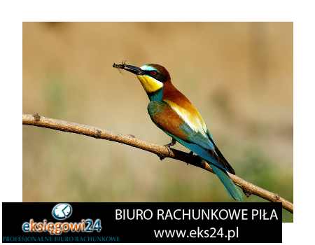 Piła biura rachunkowe