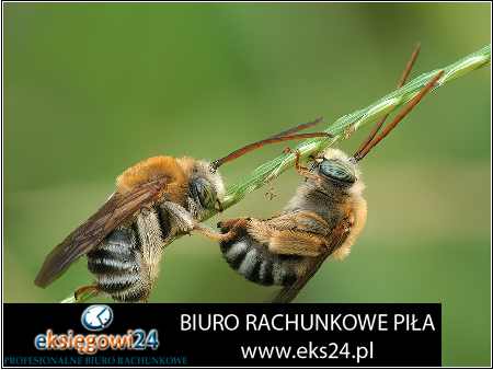 Kaczory biuro księgowe