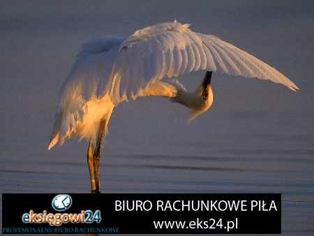 biuro podatkowe Piła