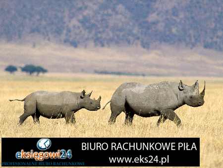 usługi rachunkowe Trzcianka