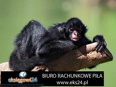 Piła biuro rachunkowe