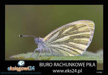 Pila biura rachunkowe