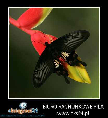 Wałcz biuro rachunkowe