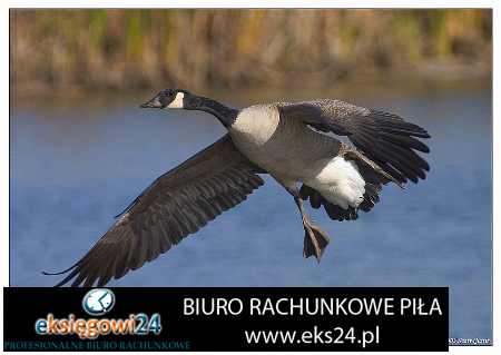 biuro rachunkowe Szczecinek