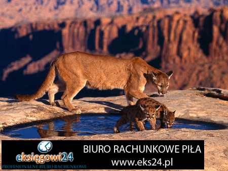 Czarnków biura podatkowe