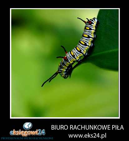 biuro rachunkowe Piła