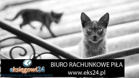 Pila biura rachunkowe