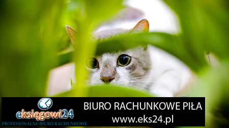 biuro rachunkowe Chodzież