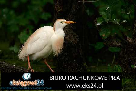 biuro rachunkowe Wałcz