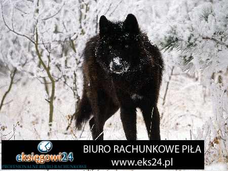 Pila biuro rachunkowe