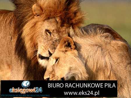 Wałcz biura rachunkowe