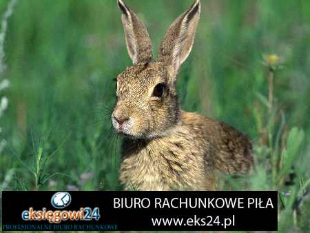 winylowa tapeta rasch