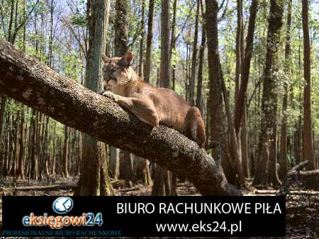 biuro rachunkowe Czarnków