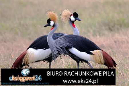 Piła dobra księgowa