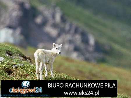 biuro księgowe Kaczory