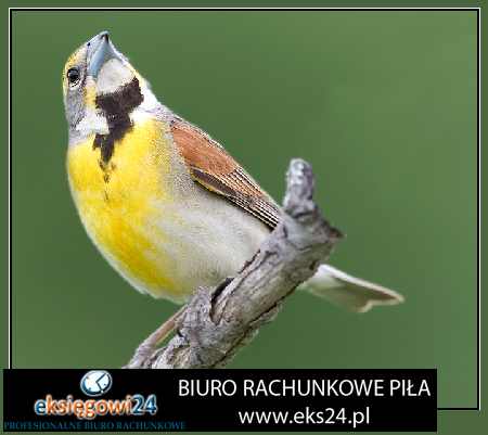 biuro rachunkowe Piła