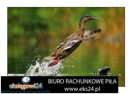 dobre opinie księgowa w Pile