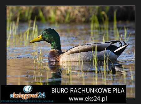 usługi księgowe Piła