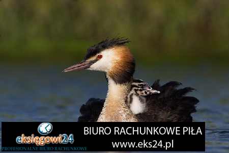 biura rachunkowe Piła