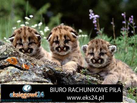 usługi rachunkowe Trzcianka