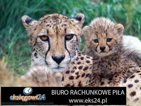 Pila biura rachunkowe