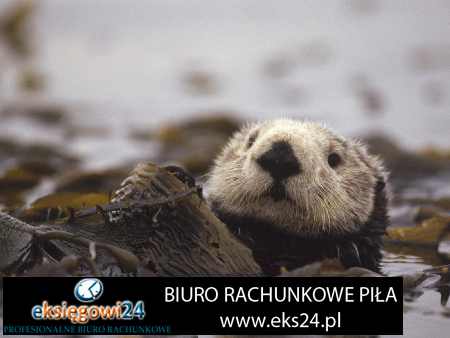 ekskluzywne tapety ścienne