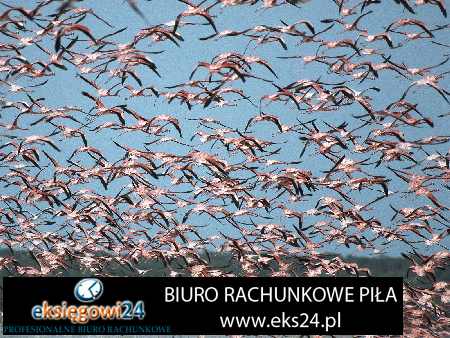 Kaczory biuro podatkowe