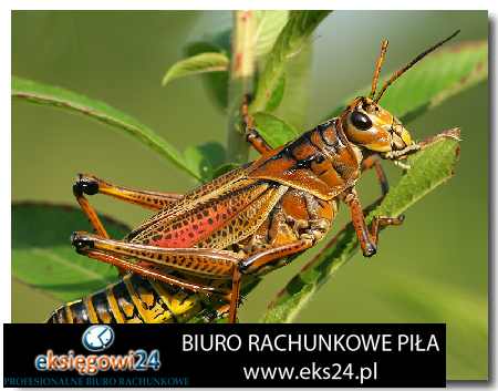 młodzieżowe tapety ścienne