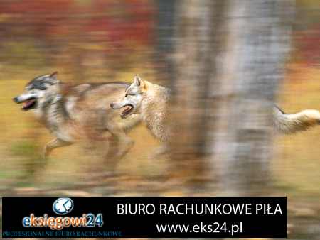 biuro rachunkowe Ujście