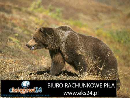 Pila biuro rachunkowe