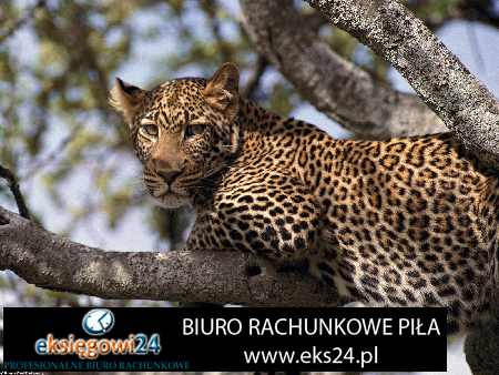 Piła biuro podatkowe