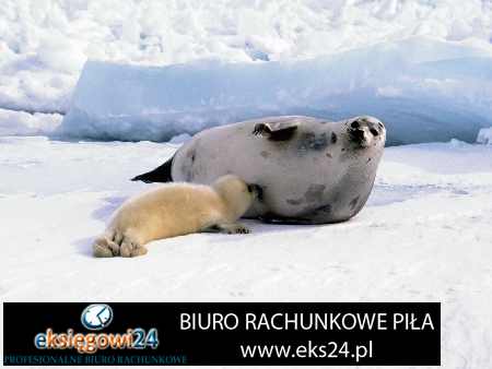 biuro podatkowe Piła