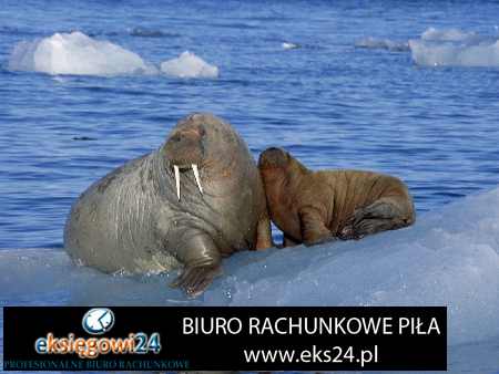 Biura rachunkowe Pila