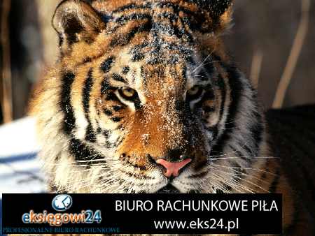 Biuro rachunkowe Pila