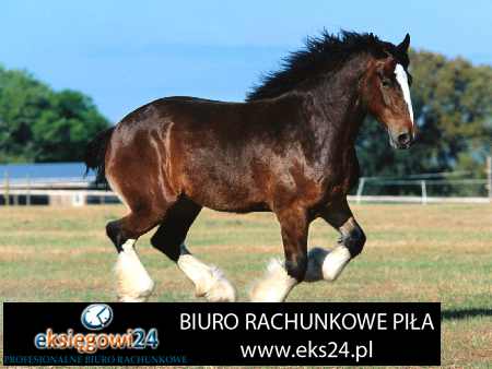 Biura rachunkowe Pila