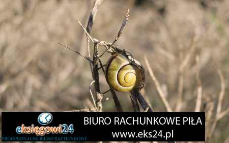 Biuro rachunkowe Pila