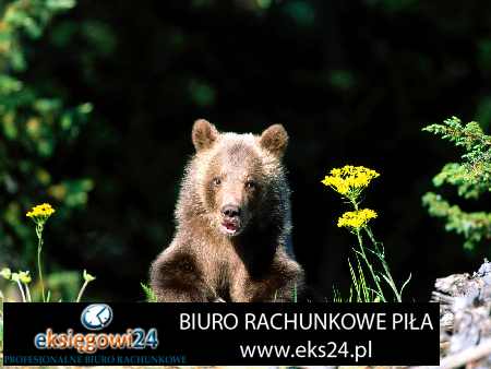 Złotów biura rachunkowe