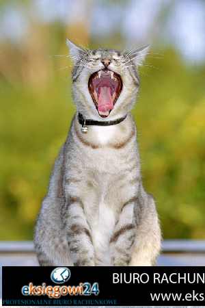 Piła biura księgowe