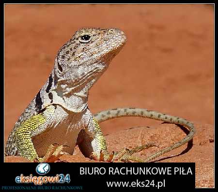 Trzcianka biuro rachunkowe