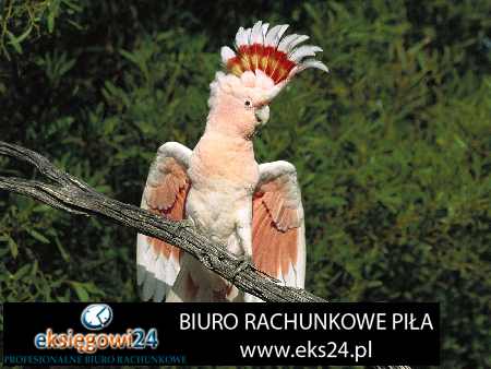 biura księgowe Trzcianka