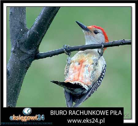 biuro podatkowe Pila