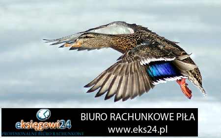 biuro rachunkowe Szydłowo